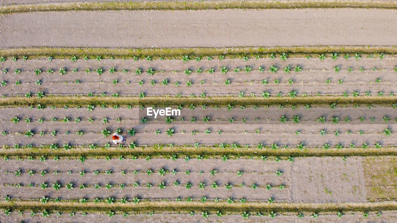 High angle view of rice field