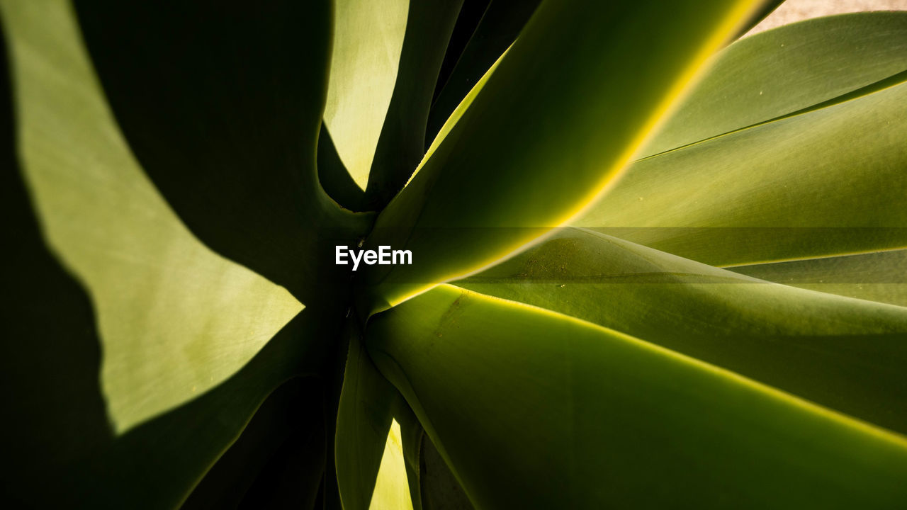 Close-up of succulent plant against black background