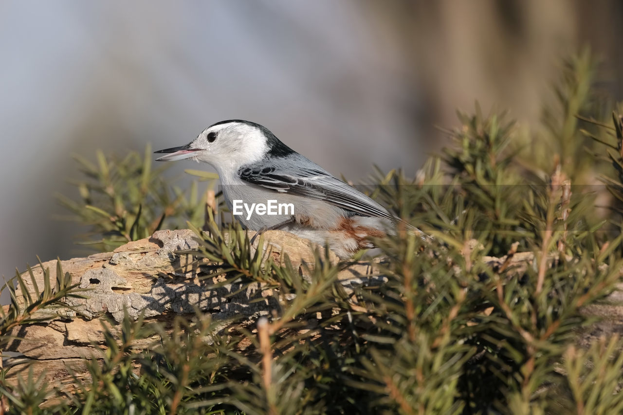 White-breasted nuthatch