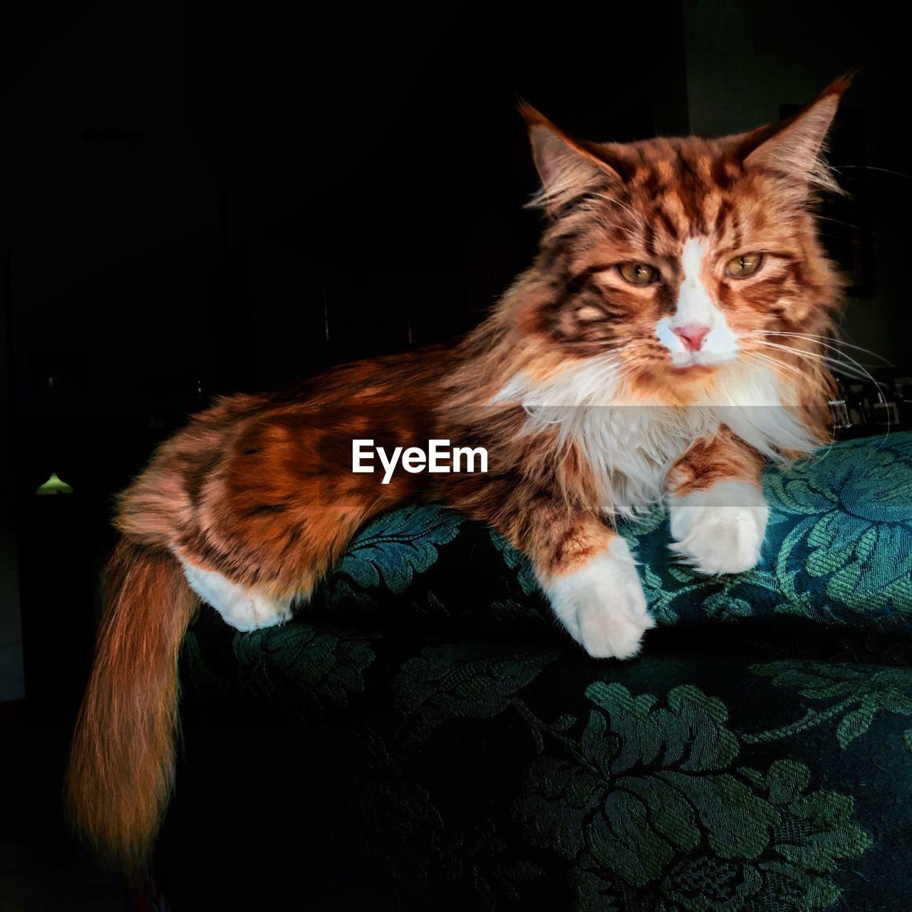 CLOSE-UP PORTRAIT OF CAT ON FLOOR