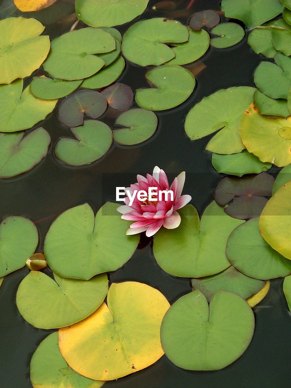 Close-up of lotus water lily