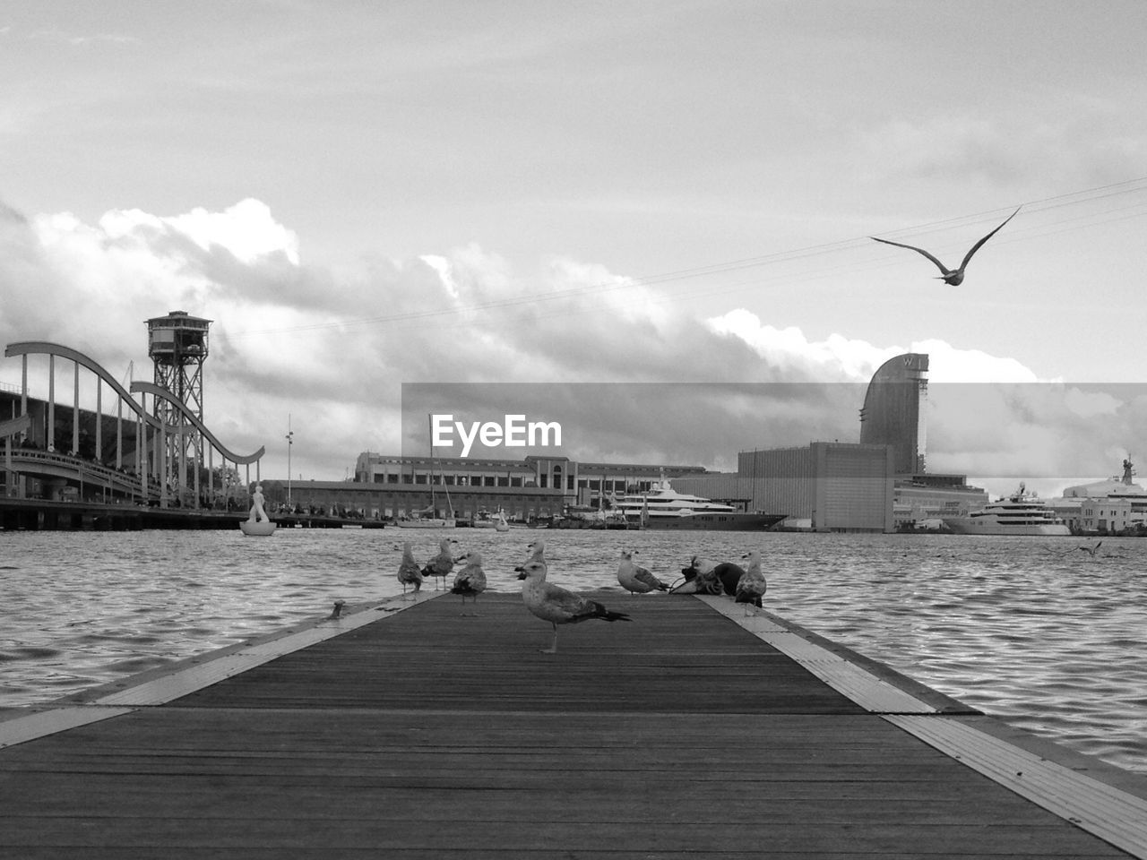 Seagulls on a pier in a harbor