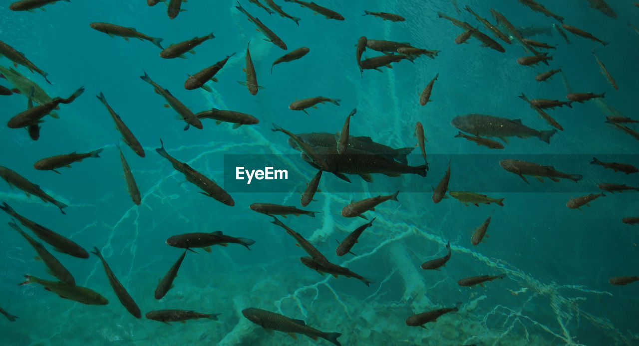 FLOCK OF FISH SWIMMING UNDERWATER