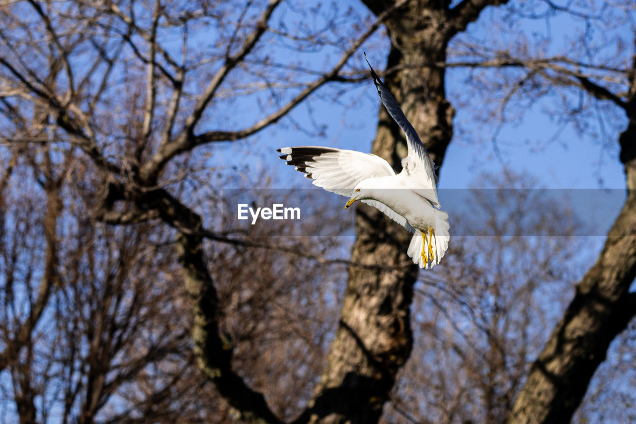 Low angle view of bird flying against the sky