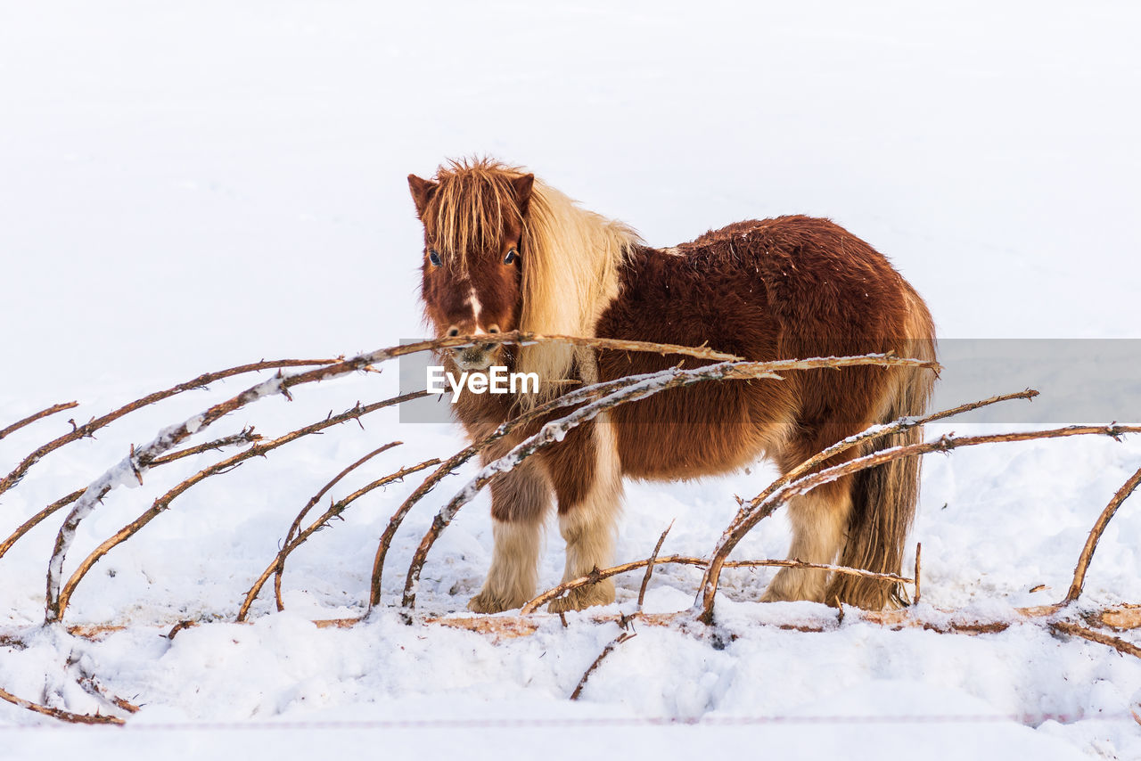 A pony standing on the snow next to a bitten coniferous tree.