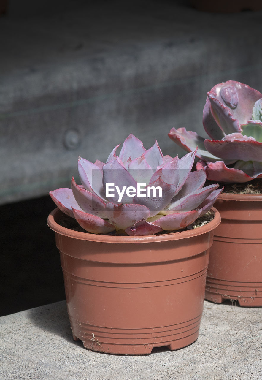 CLOSE-UP OF PINK POTTED PLANT ON TABLE