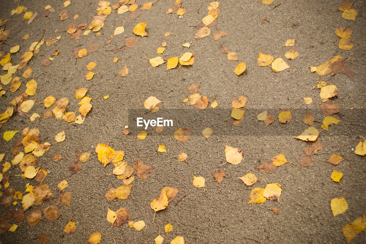 Close-up of yellow autumn leaves on street