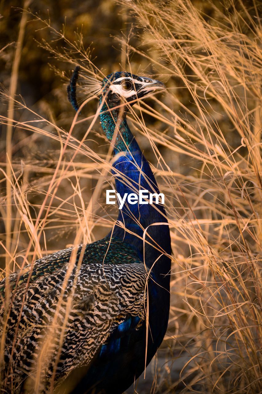 Close-up of a bird on a field