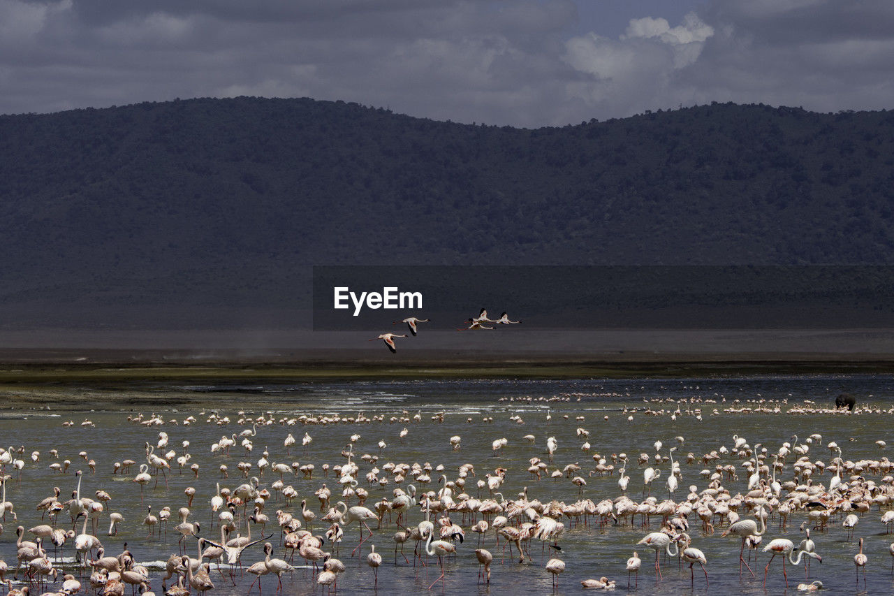 Ngorongoro, tanzania, october 25, 2023. ngorongoro, pink flamingos in a ngorongoro lake