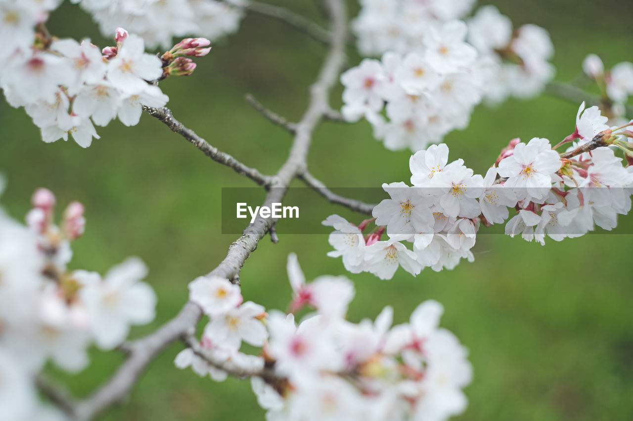 plant, flower, flowering plant, blossom, freshness, beauty in nature, fragility, springtime, tree, nature, branch, close-up, growth, cherry blossom, food, produce, pink, white, flower head, food and drink, inflorescence, selective focus, fruit, no people, outdoors, focus on foreground, botany, petal, day, fruit tree, macro photography, cherry tree, twig, cherry, spring, almond tree, apple tree