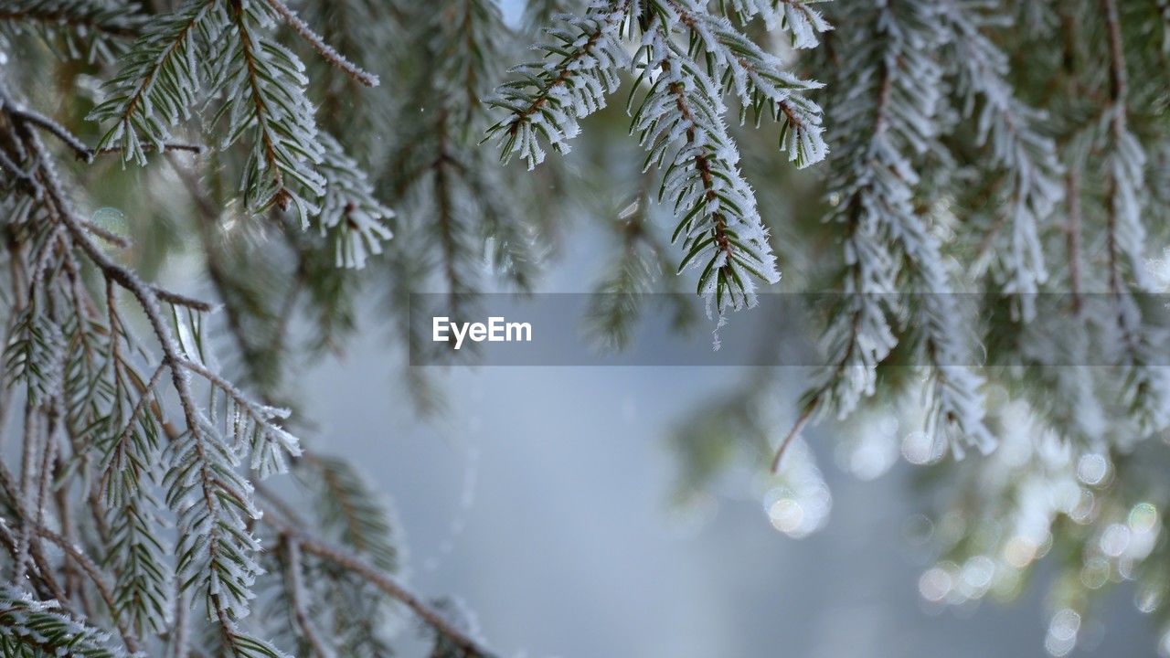 branch, plant, tree, frost, winter, nature, coniferous tree, cold temperature, pine tree, pinaceae, beauty in nature, snow, twig, no people, freezing, frozen, leaf, tranquility, close-up, growth, ice, selective focus, day, outdoors, environment, spruce, focus on foreground, plant part, land, forest, needle - plant part, fir tree, sunlight, white