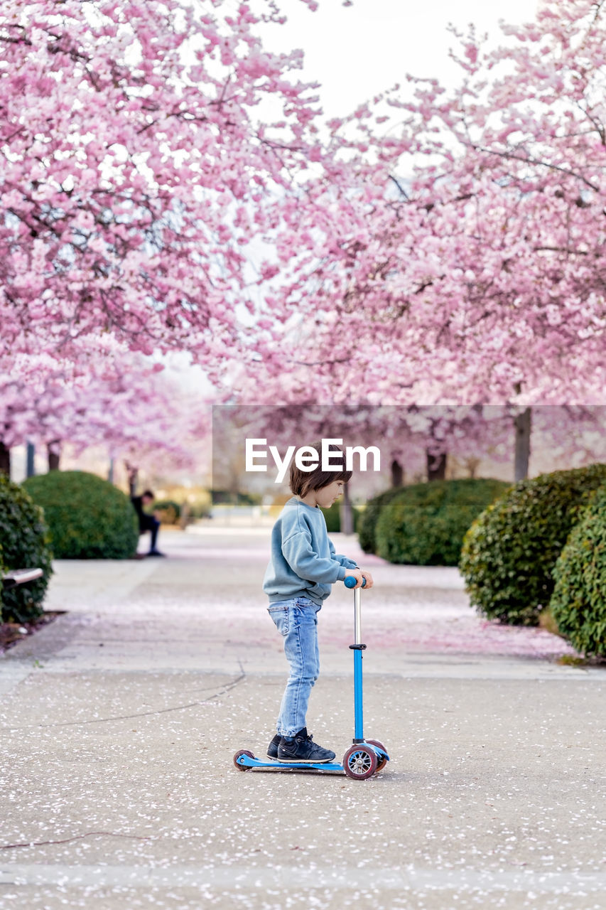 Active toddler boy riding kick scooter on bloomimg spring sakura alley. child healthy lifestyle 