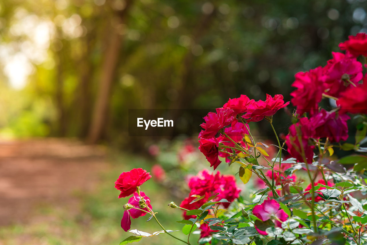 CLOSE-UP OF PINK FLOWER BLOOMING OUTDOORS