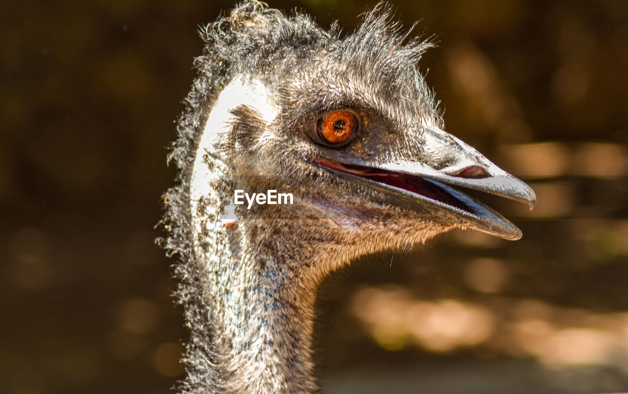 Close-up of a bird looking away