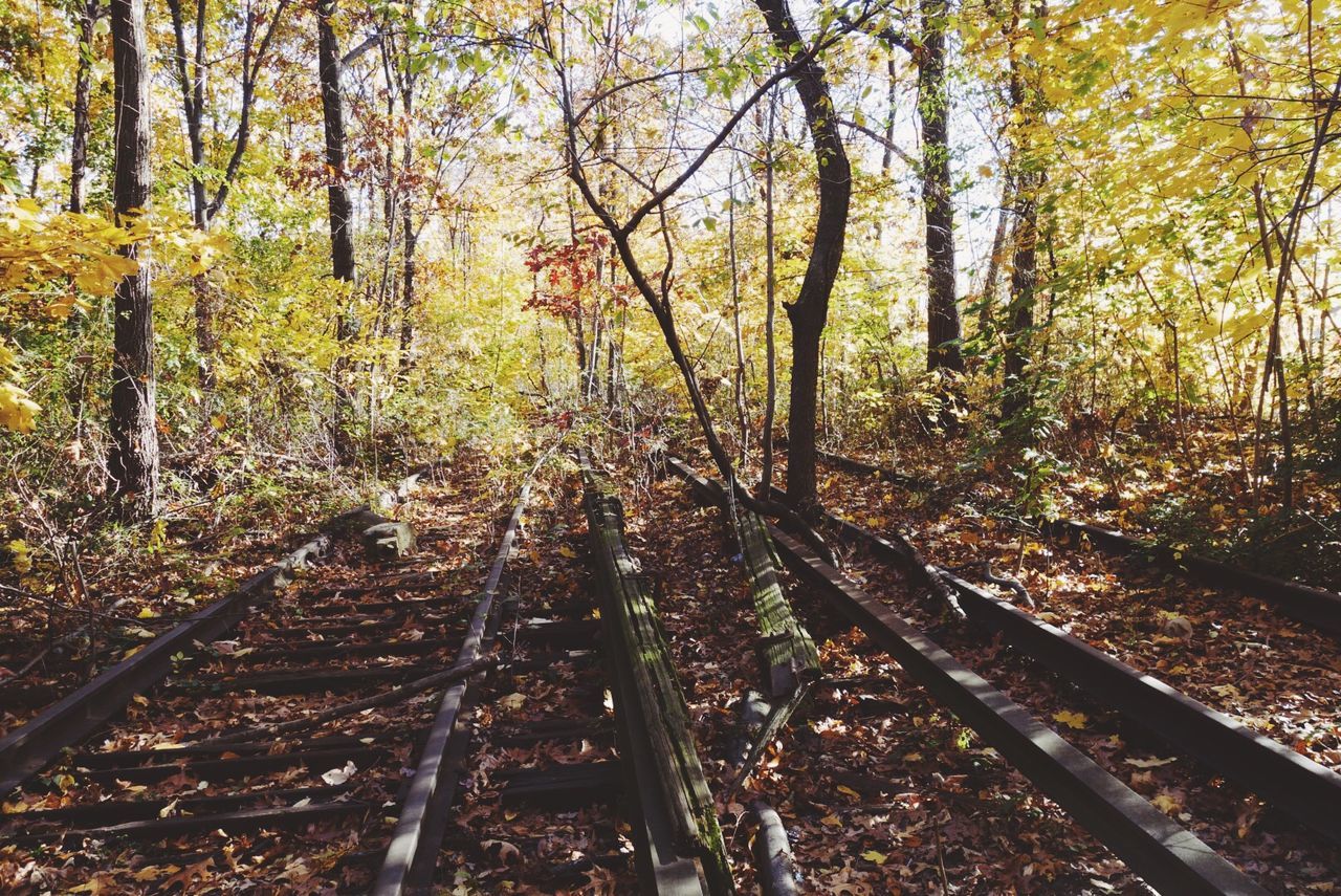 Old railroad track covered with leaves in forest