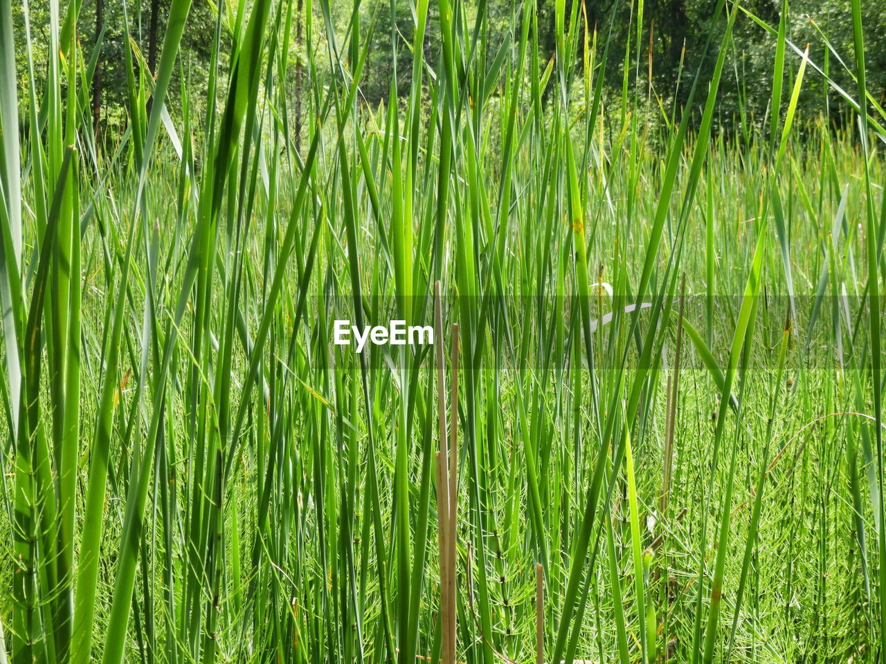 FULL FRAME SHOT OF GREEN PLANTS