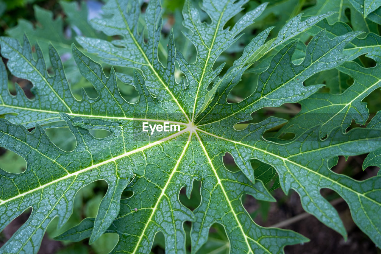 Full frame shot of wet leaves