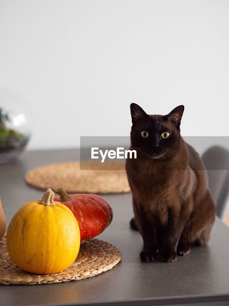 Dark brown cat with pumpkins