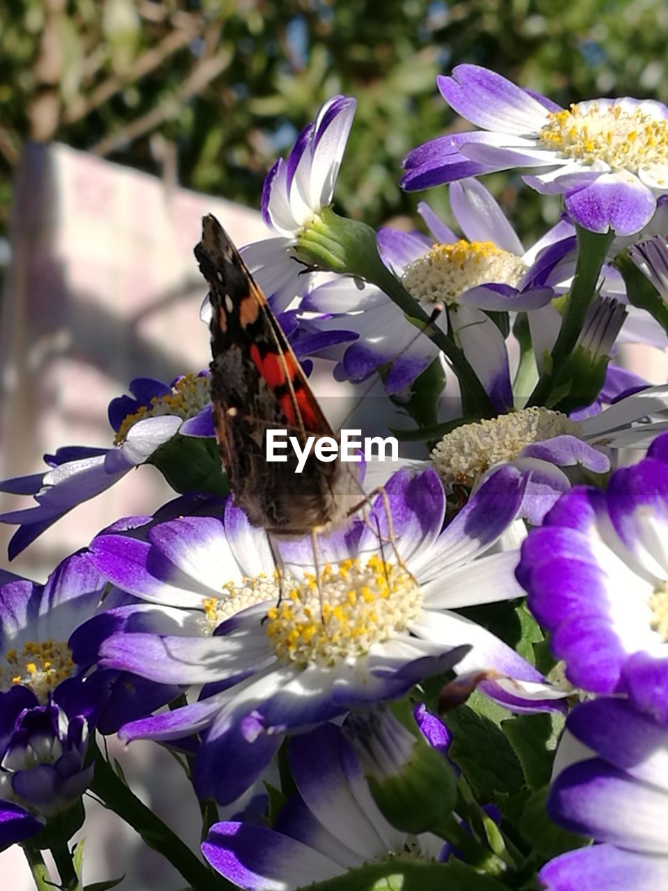 CLOSE-UP OF BEE ON PURPLE FLOWERS