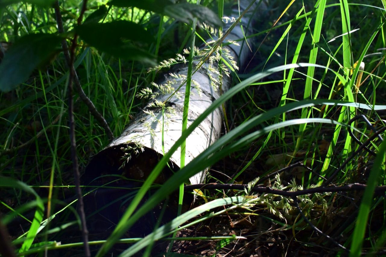 PLANTS GROWING ON GRASS