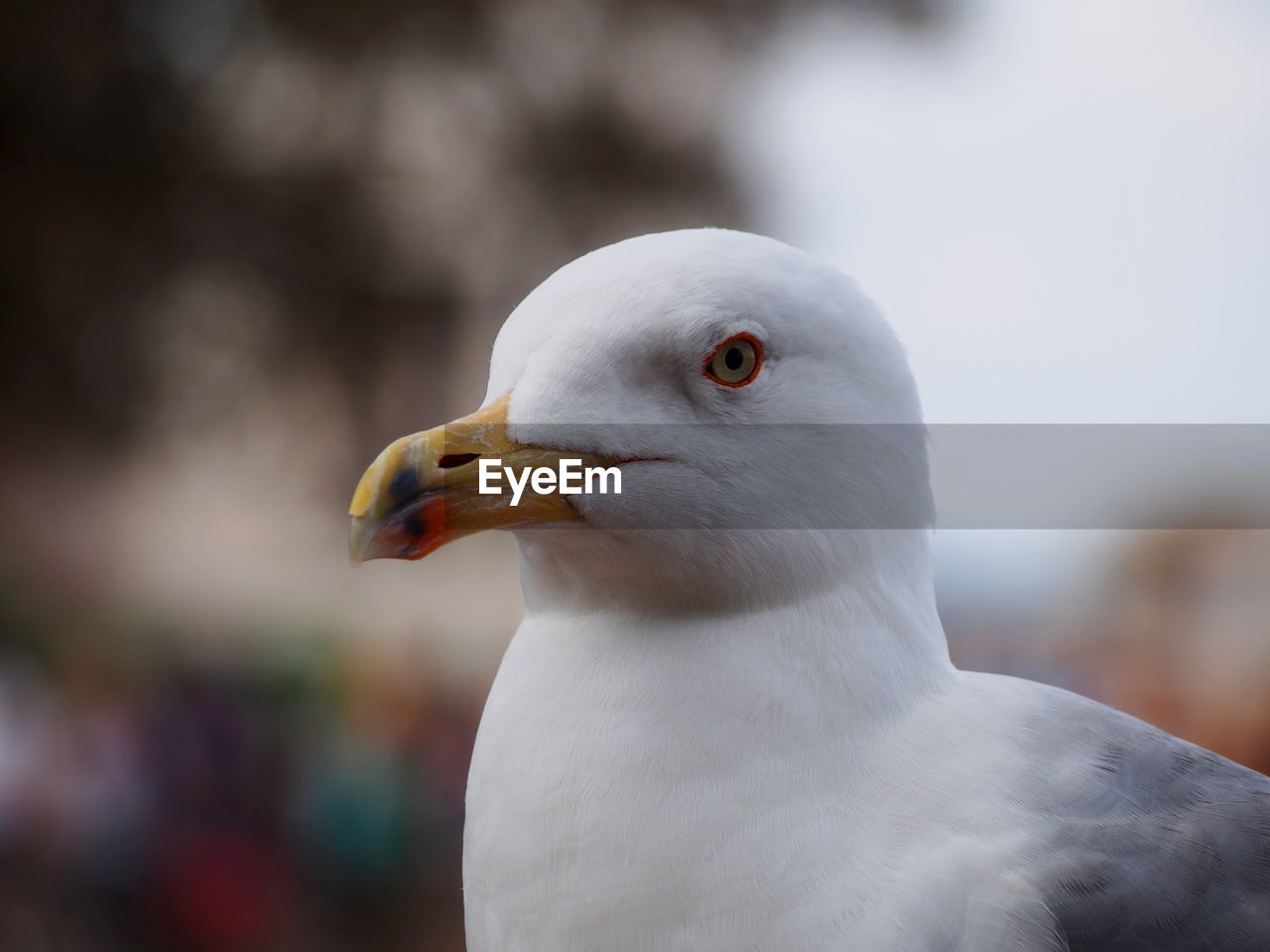CLOSE-UP OF SEAGULL ON OUTDOORS