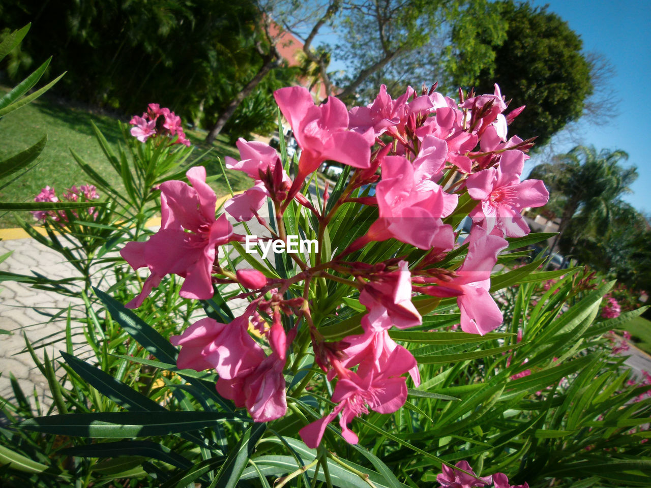 Tilt image of pink flowers blooming in garden