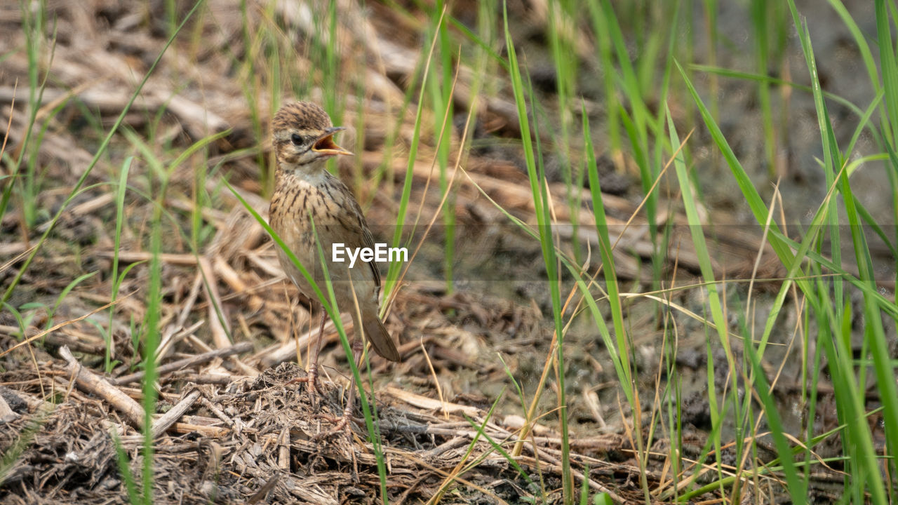 SPARROW ON A FIELD