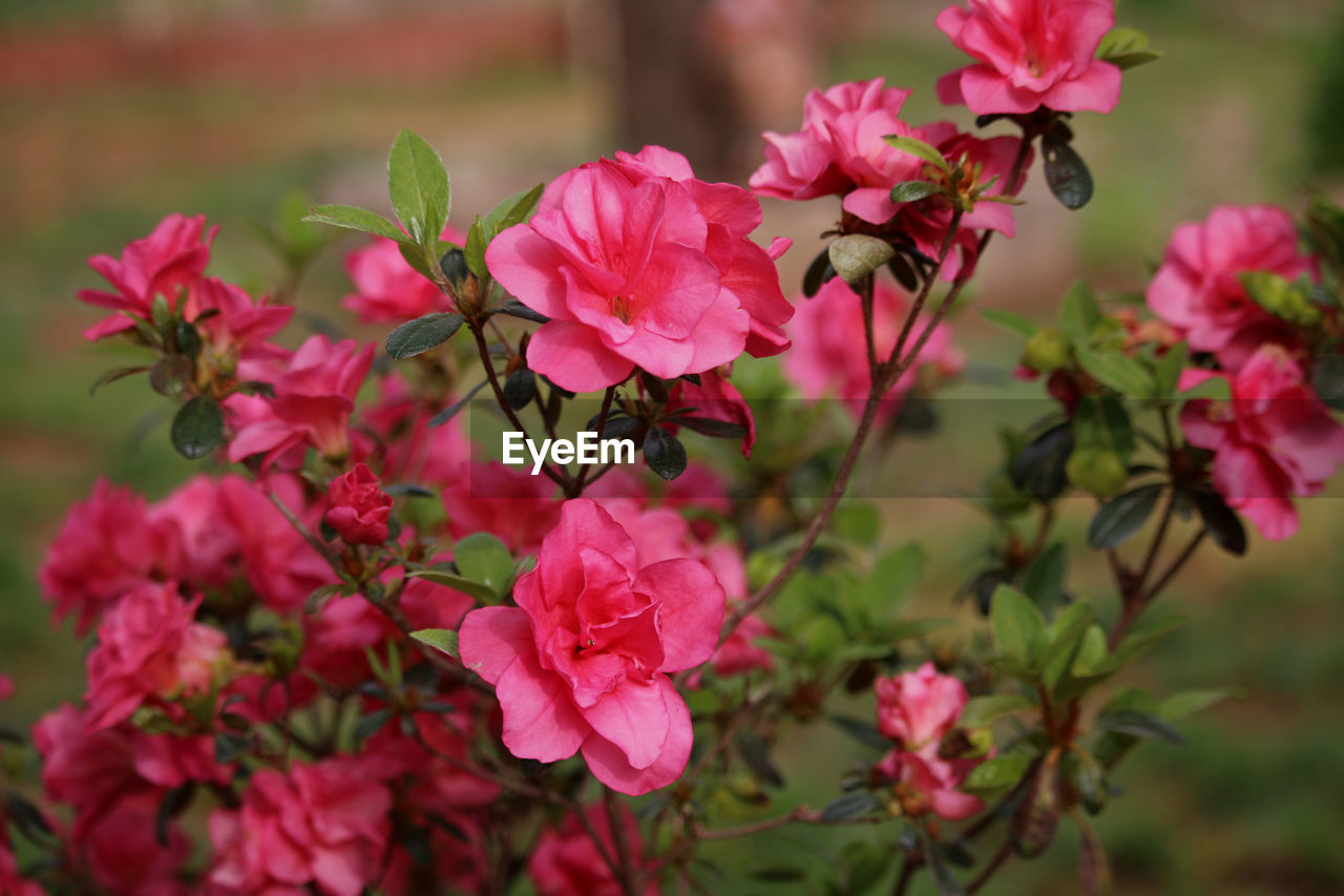 Close-up of pink flowering plant