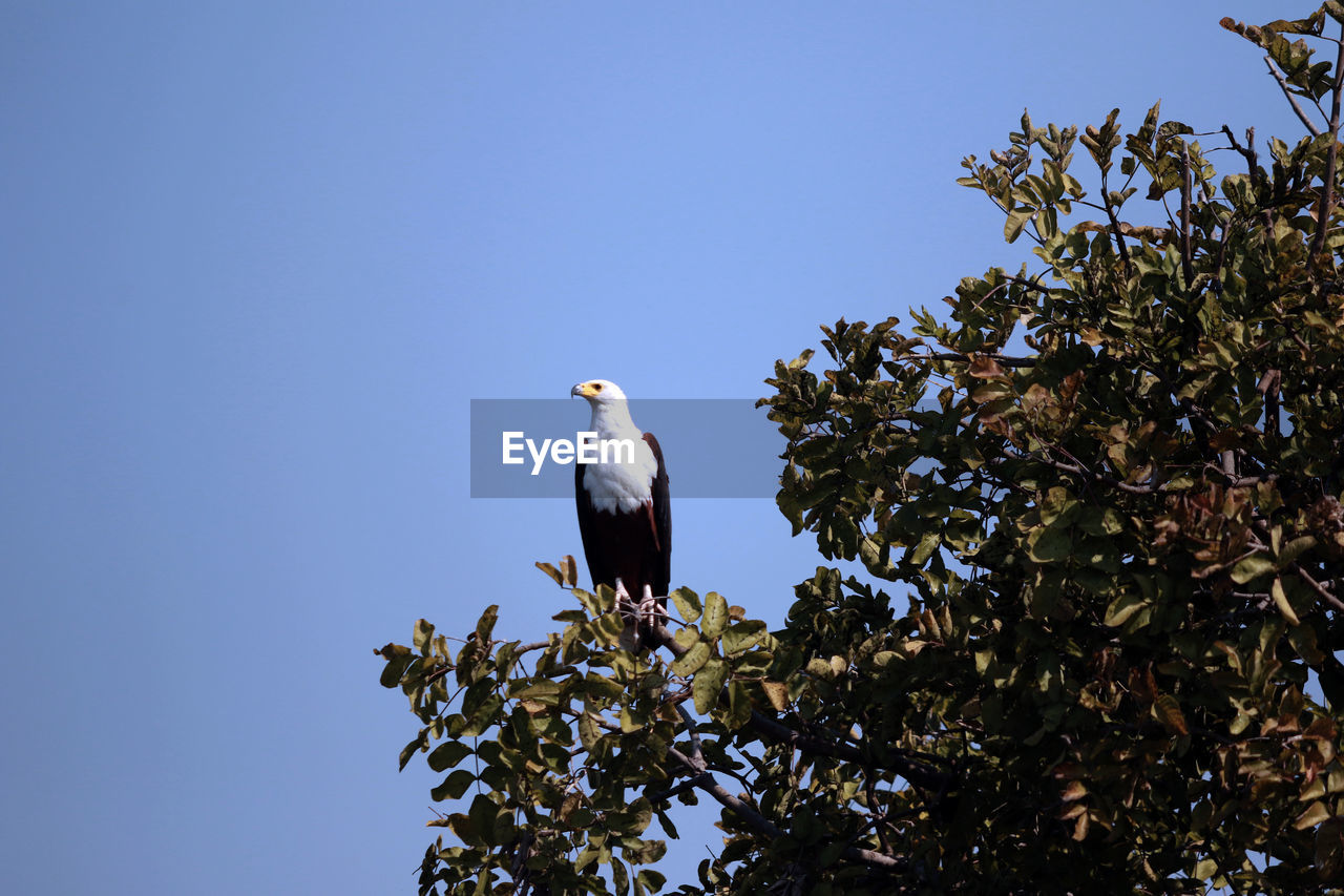 Eagle perching on tree