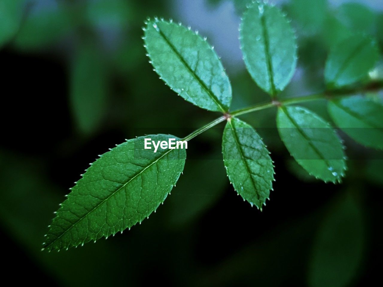 leaf, plant part, green, plant, tree, nature, close-up, beauty in nature, growth, no people, flower, outdoors, freshness, food and drink, plant stem, medicine, branch, macro photography, food, leaf vein, botany, summer, environment, healthcare and medicine, day, herb, selective focus