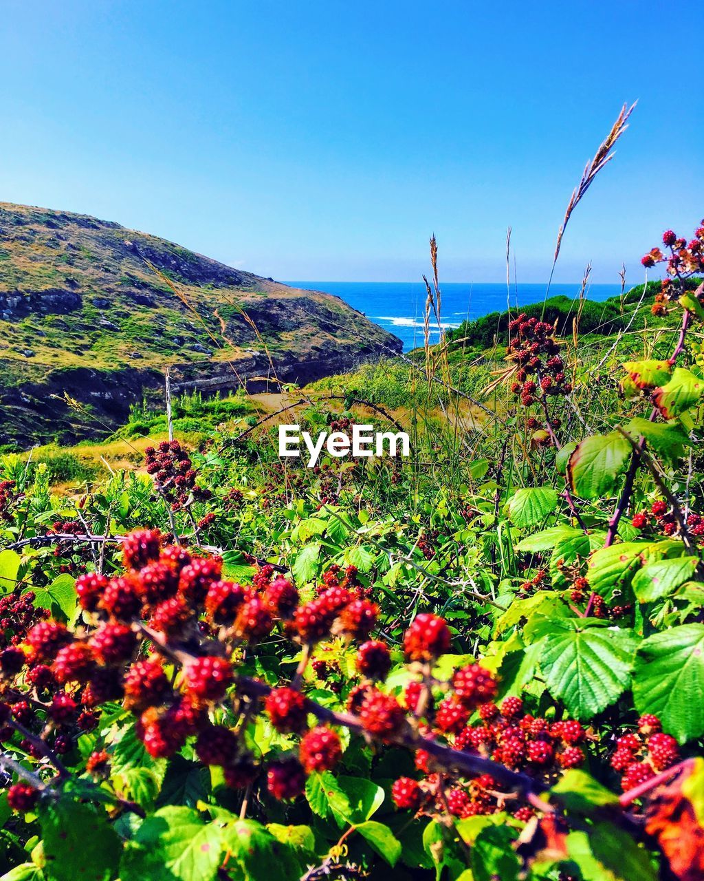 SCENIC VIEW OF SEA AND PLANTS AGAINST SKY
