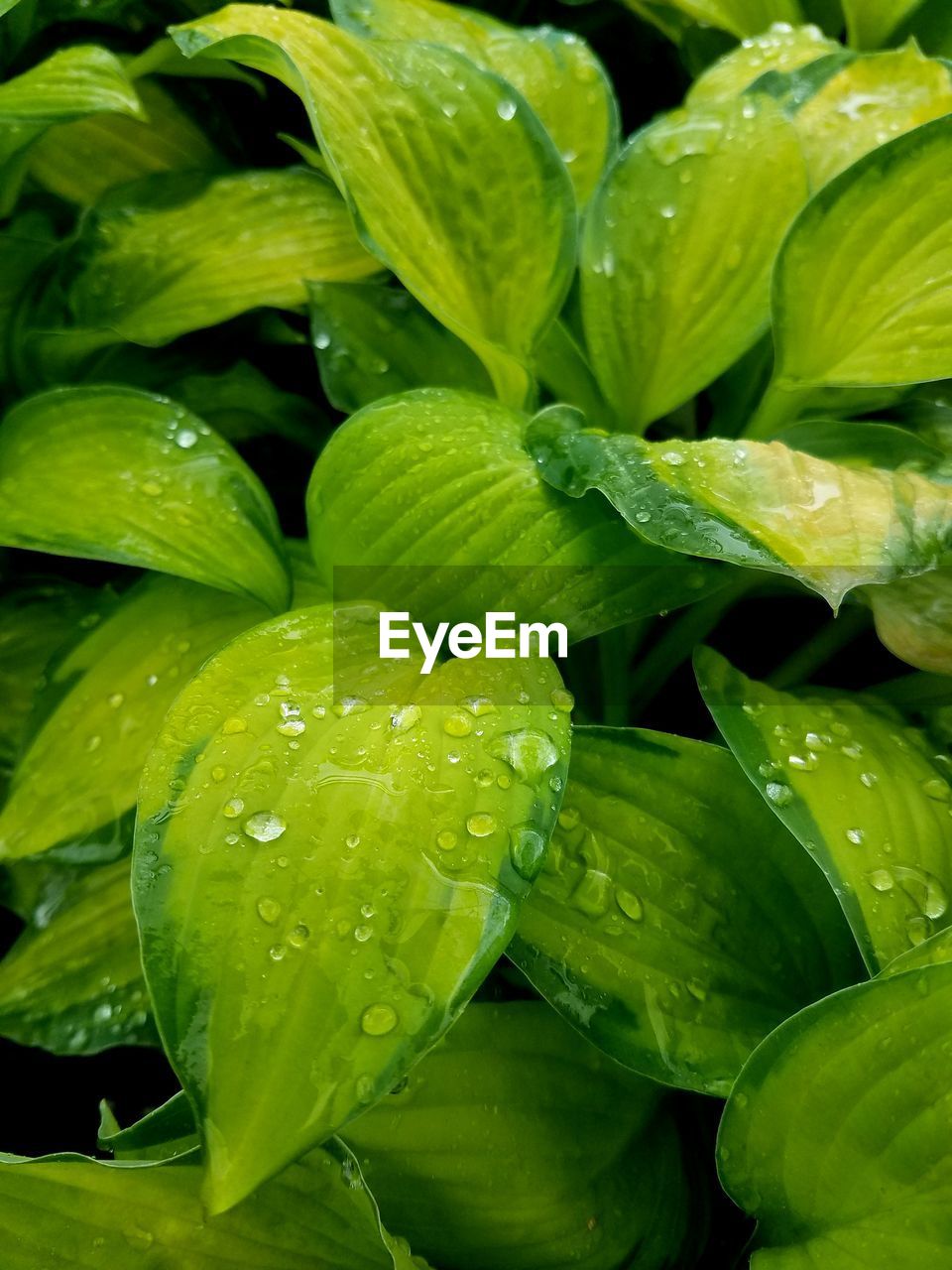 FULL FRAME SHOT OF WET PLANT LEAVES