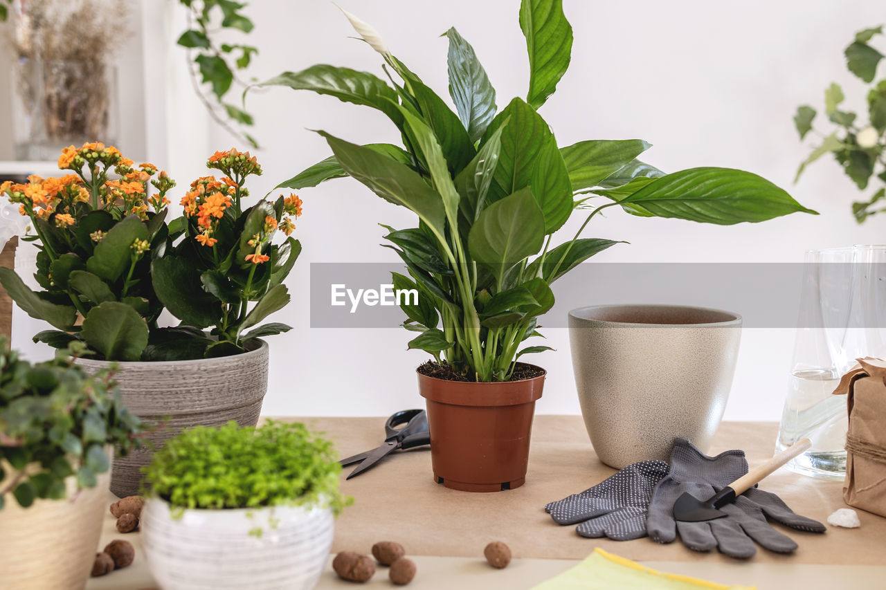 Spathiphyllum, pot, gloves, hydroponic clay pebbles, gardening tools on table