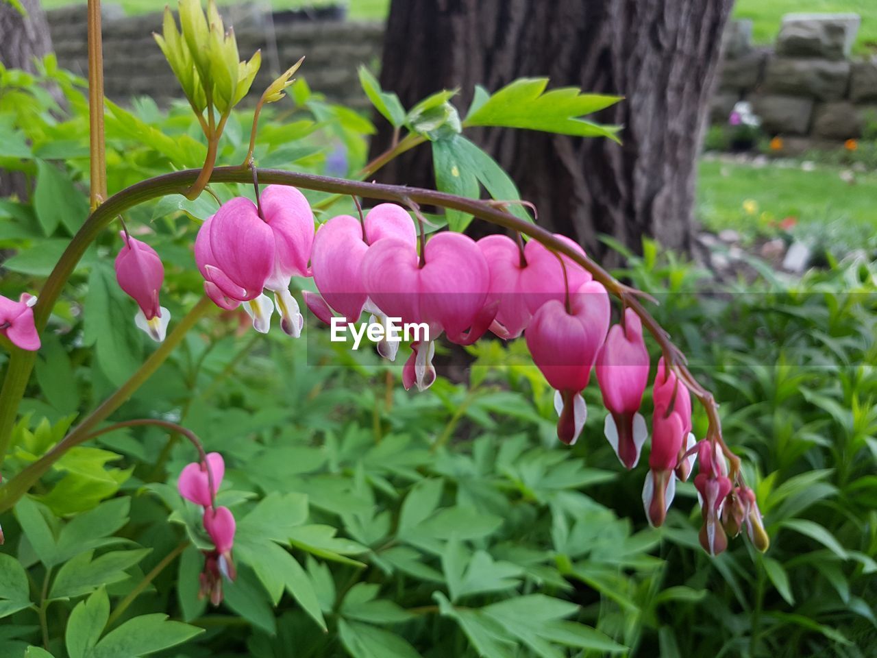 CLOSE-UP OF PINK FLOWERS ON PLANT