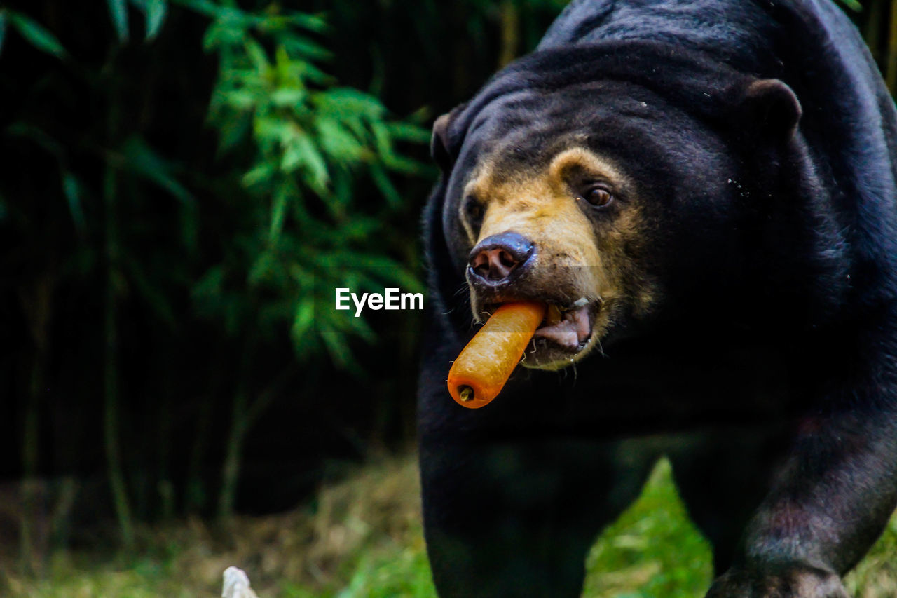 CLOSE-UP OF DOG EATING FOOD IN PARK