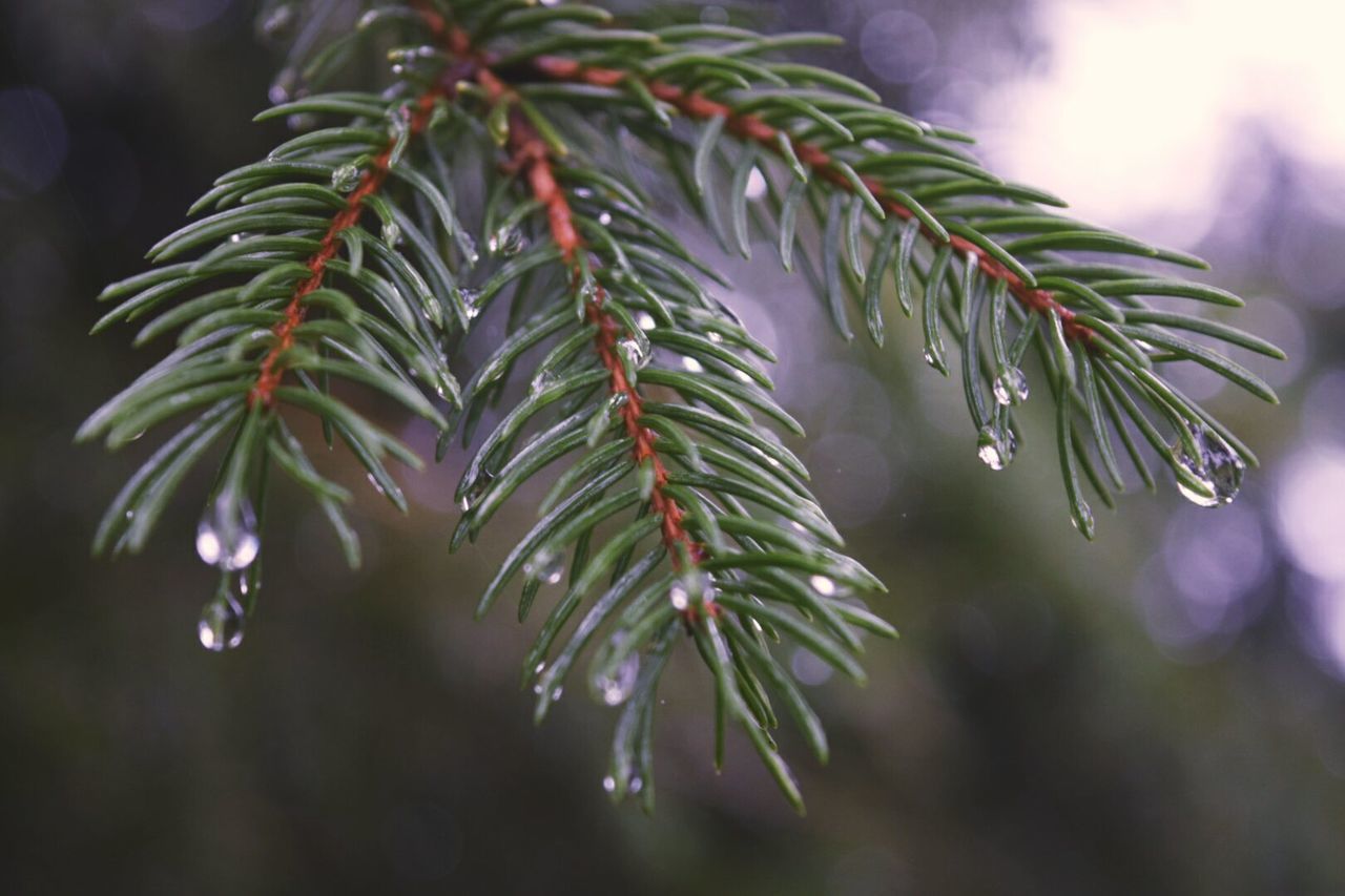 Close-up of dew drops on branch