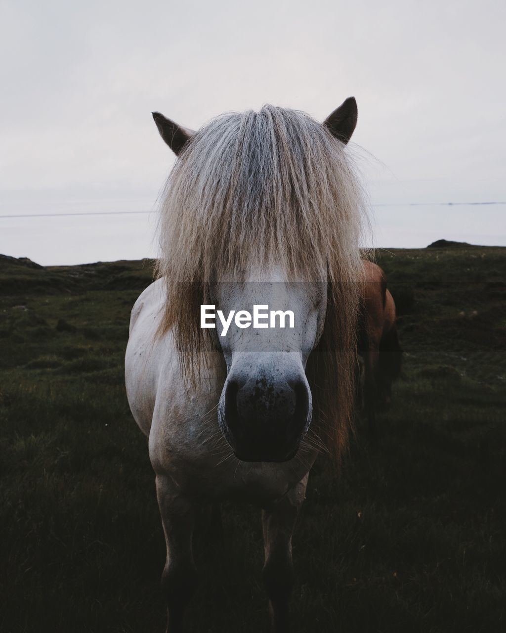 Close-up of icelandic horse standing on field against sky