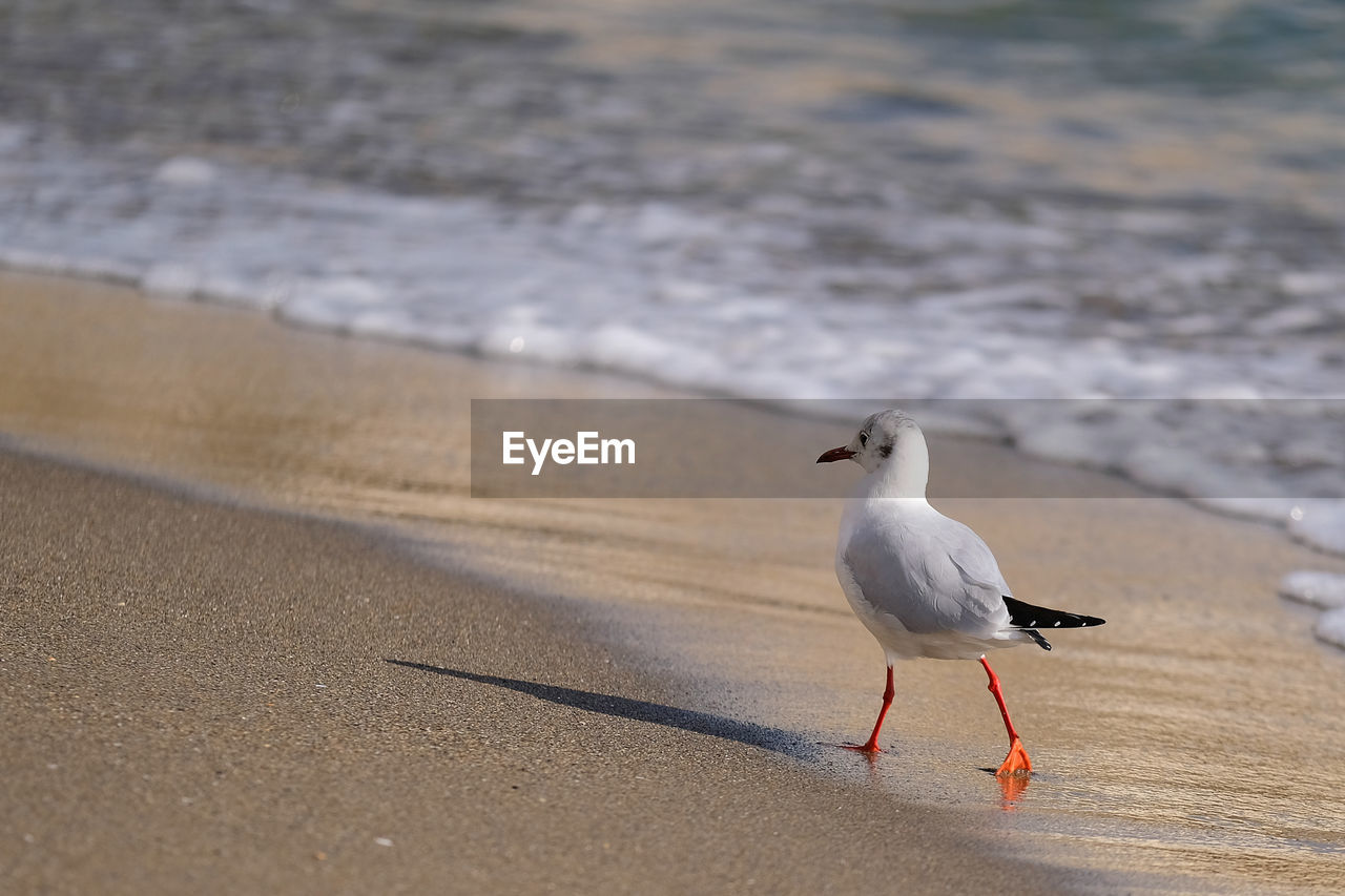 Seagull perching on sand at beach