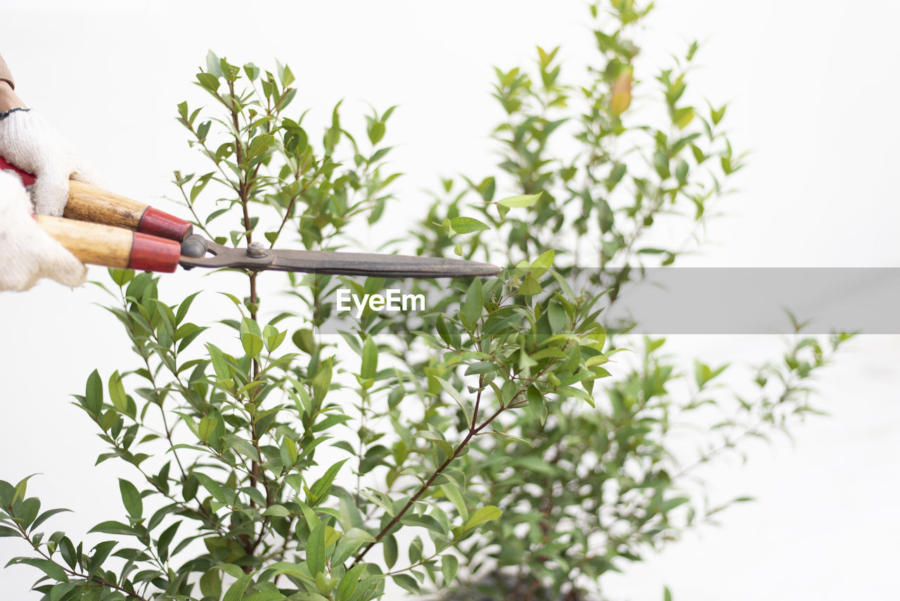 PERSON HOLDING PLANTS