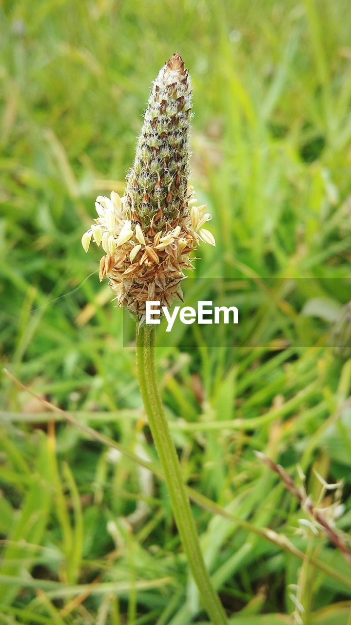 CLOSE-UP OF PLANT GROWING ON FIELD
