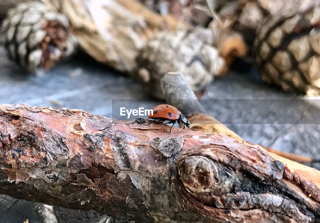 High angle view of ladybug on tree trunk