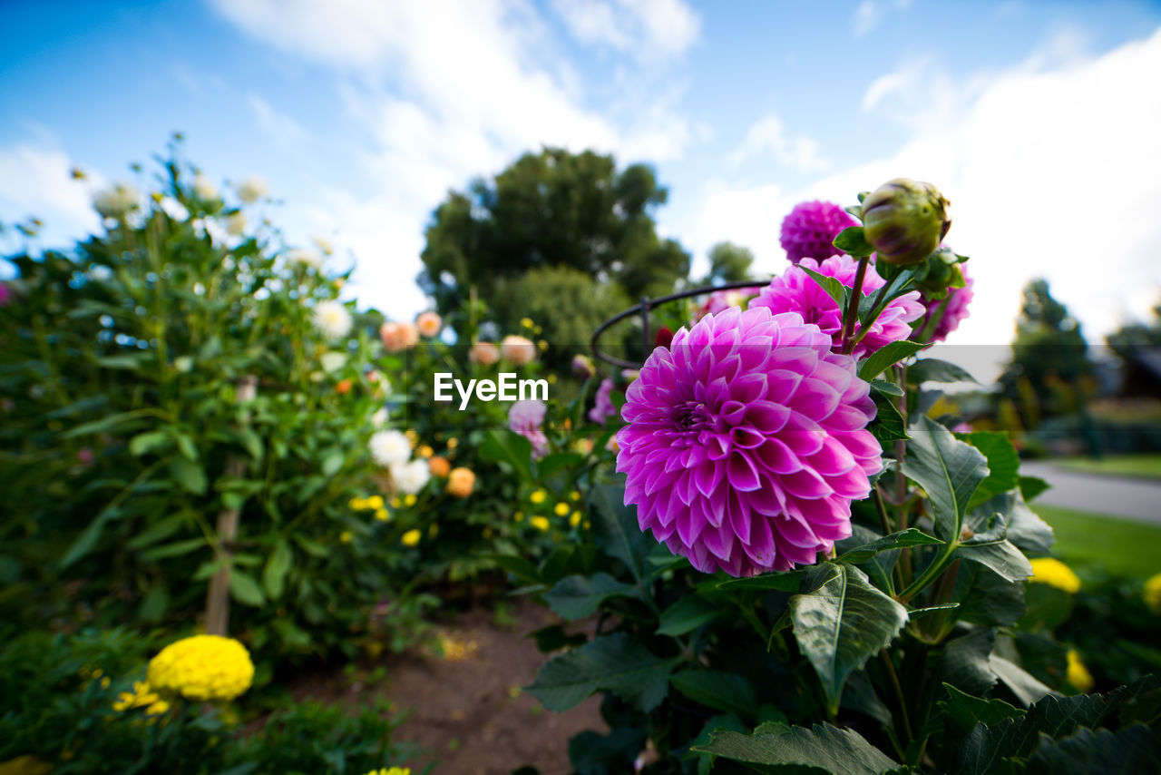 CLOSE-UP OF PINK FLOWERING PLANT AGAINST PURPLE SKY