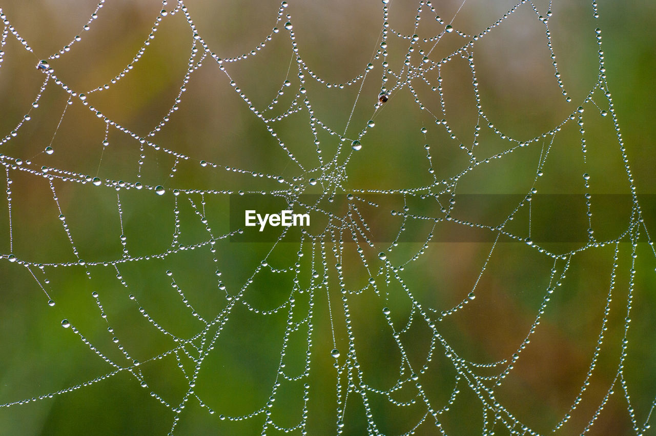 Close-up of wet spider web