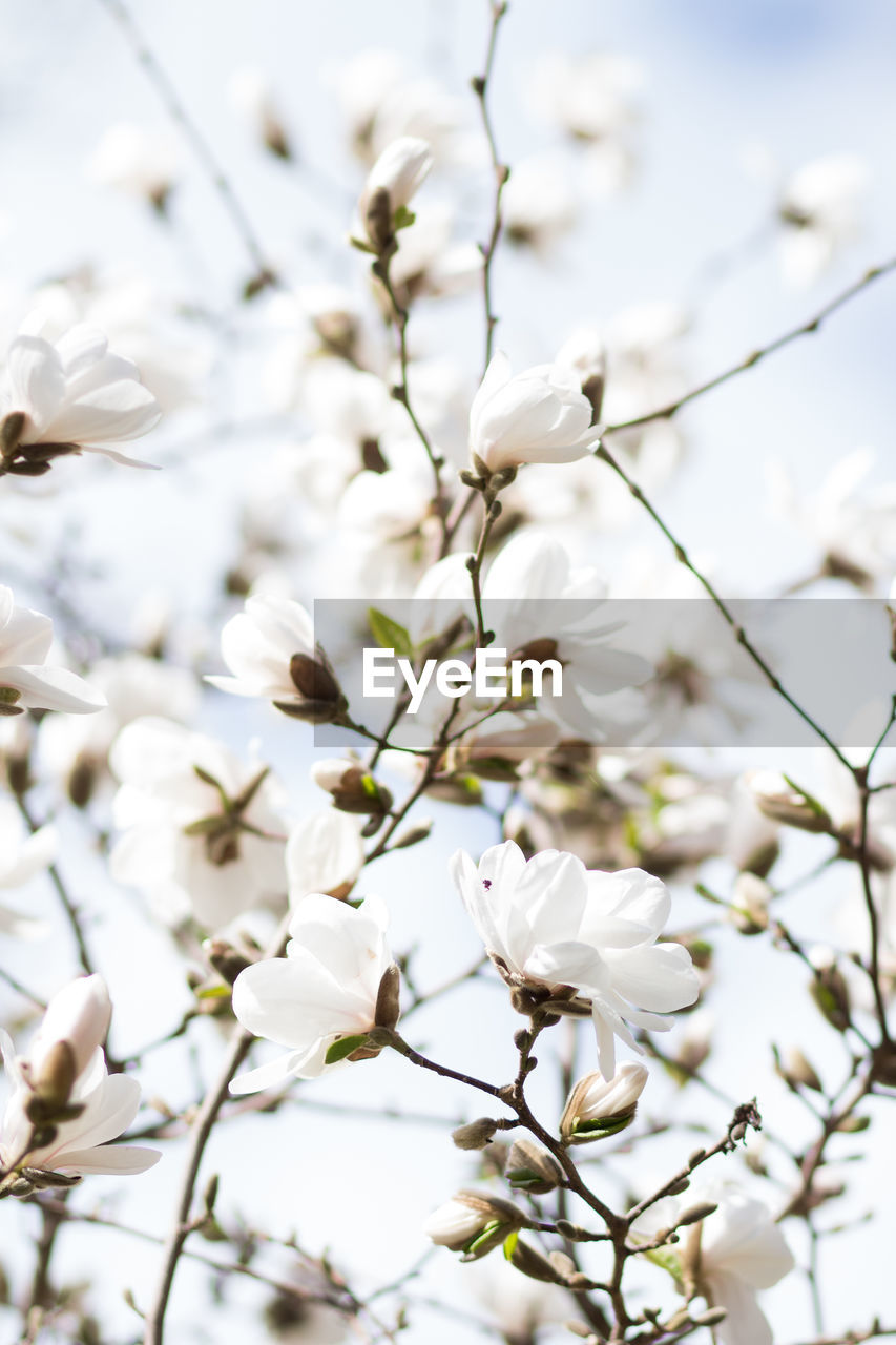 Close-up of white cherry blossoms in spring