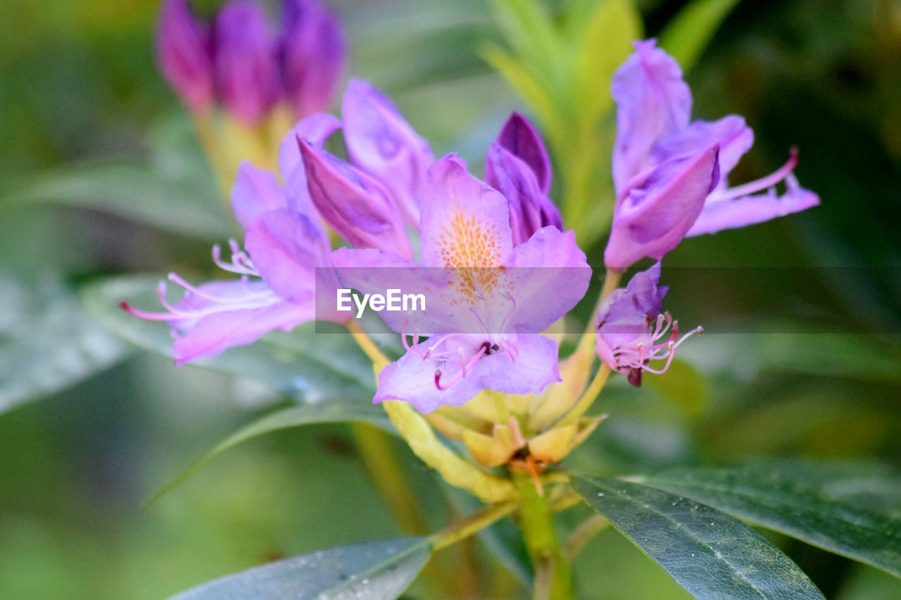 CLOSE-UP OF FLOWERS GROWING OUTDOORS