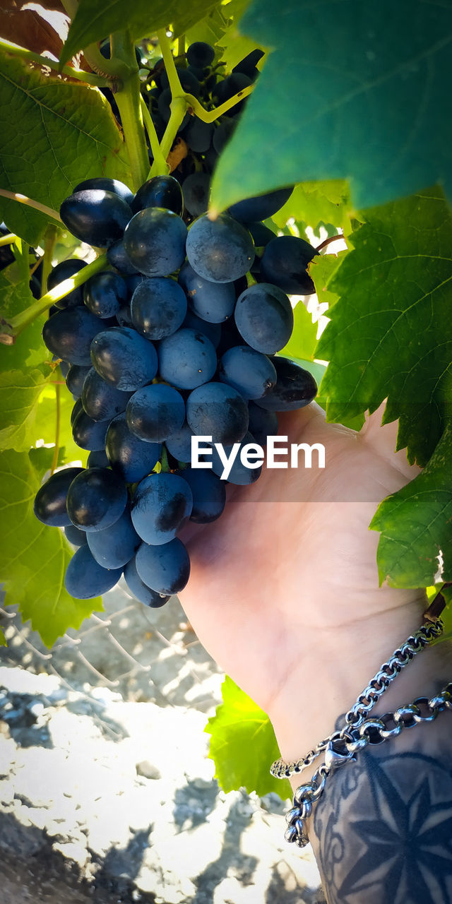 MIDSECTION OF MAN HOLDING GRAPES