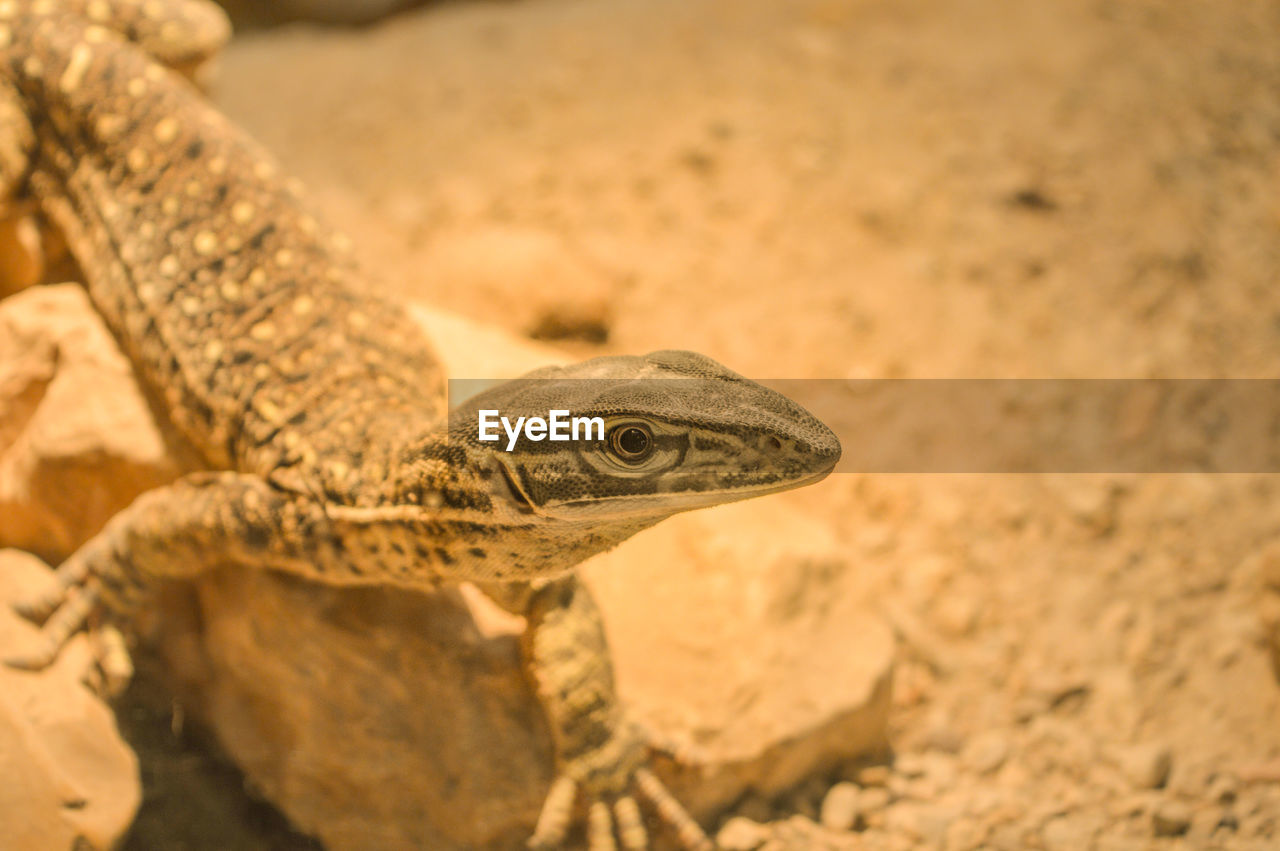 CLOSE-UP OF IGUANA