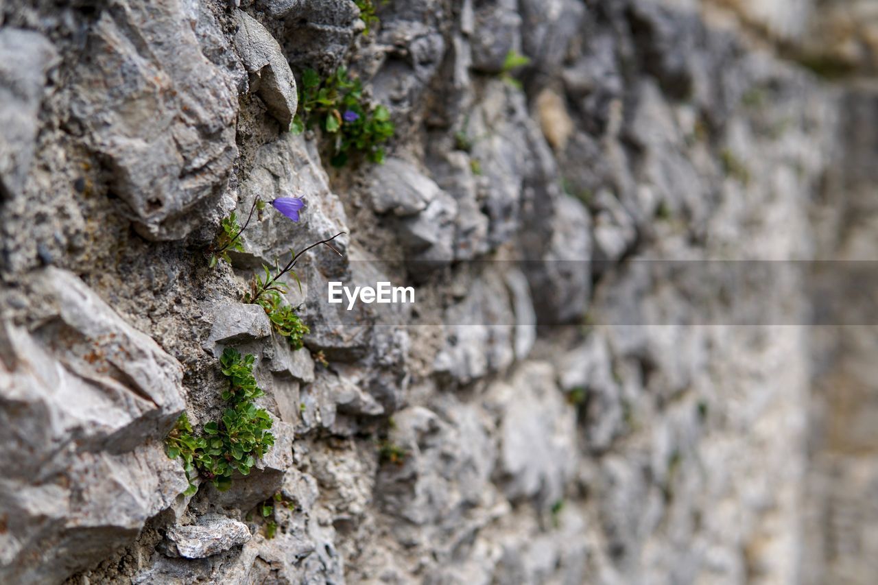 Close-up of lichen on rock