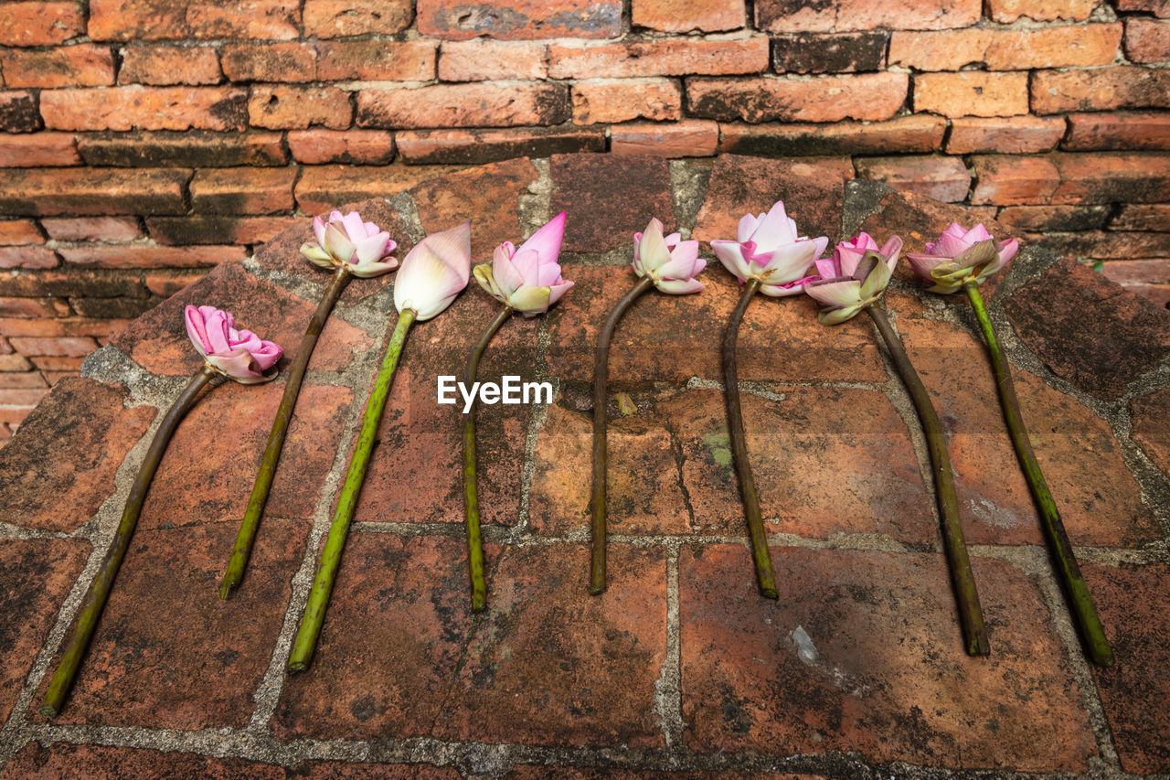 Close-up of pink flowering plant against wall