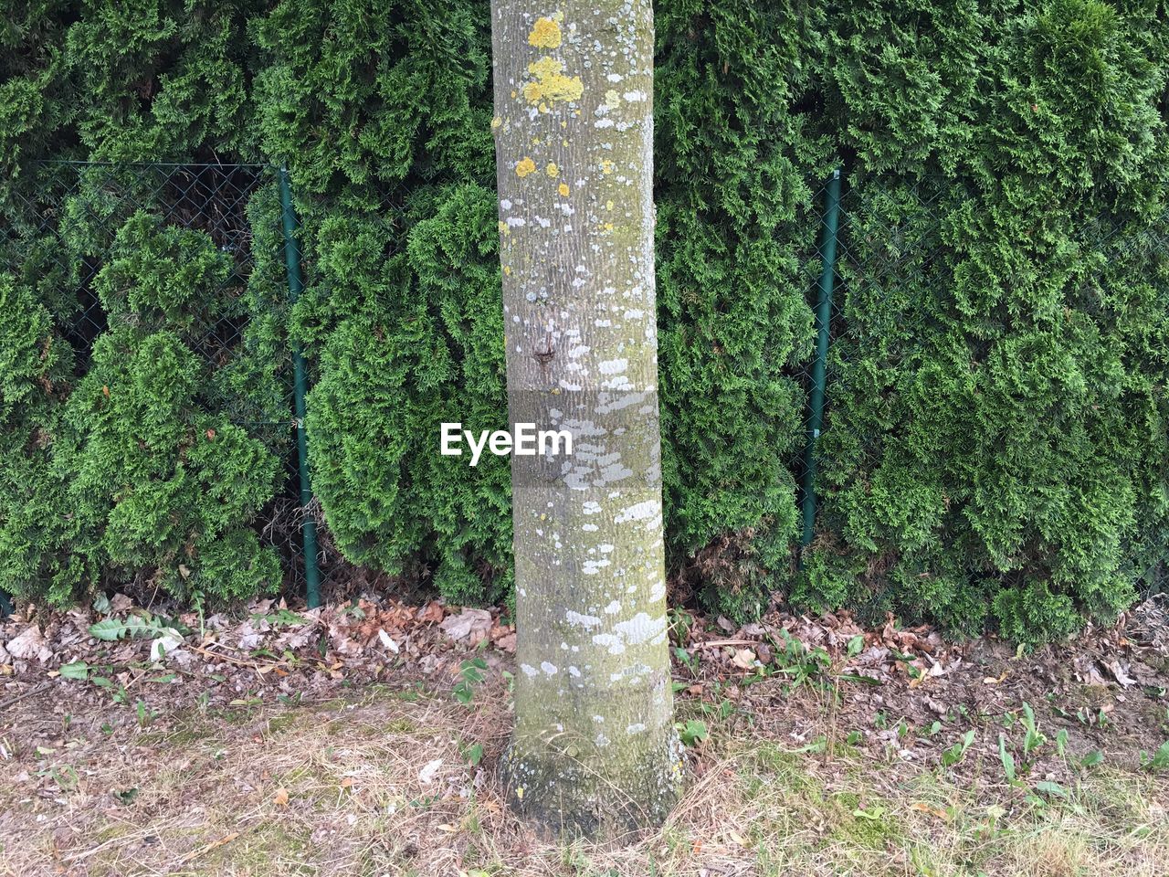 CLOSE-UP OF IVY GROWING ON TREE TRUNK IN FOREST